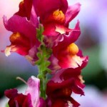 define snapdragon 1 150x150 October Gardening Tips