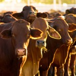 dreamstime 4153719 150x150 Seven Vital Trace Minerals for Cattle