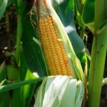 corn sweet 150x150 King of the Corn:  Sweet Corn Contest & Community Picking
