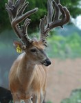 deer 118x150 Deer and Feeds for Other Animals 