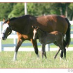 horsePhoto