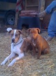 Pet Photos: Red & Missy- https://www.arkcountrystore.com