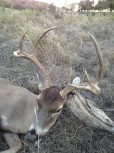 candice's deer- https://www.arkcountrystore.com/