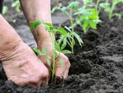 Fall Garden Planting