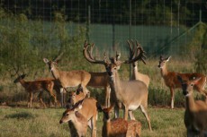 harrison brothers whitetails