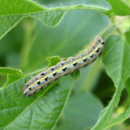 Armyworm Outbreak in Texas